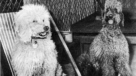 Famos. In „Tante Pias Hundehotel“ fühlten sich die Gäste 1956 pudelwohl.