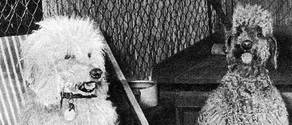 Famos. In „Tante Pias Hundehotel“ fühlten sich die Gäste 1956 pudelwohl.