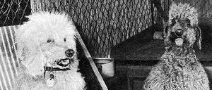 Famos. In „Tante Pias Hundehotel“ fühlten sich die Gäste 1956 pudelwohl.