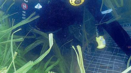 Ein Taucher in einem Seegrasfeld, wo versucht wird, entstandene Lücken wieder aufzuforsten.