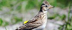 Verschluckt nicht nur Würmer, sondern auch Geld: Die Feldlerche kostet die Stadt 375000 Euro für die nächsten 25 Jahre