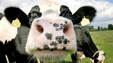Muh! Der ideale Sommerduft enthält Moschus und Butter - also ganz viel Kuh.