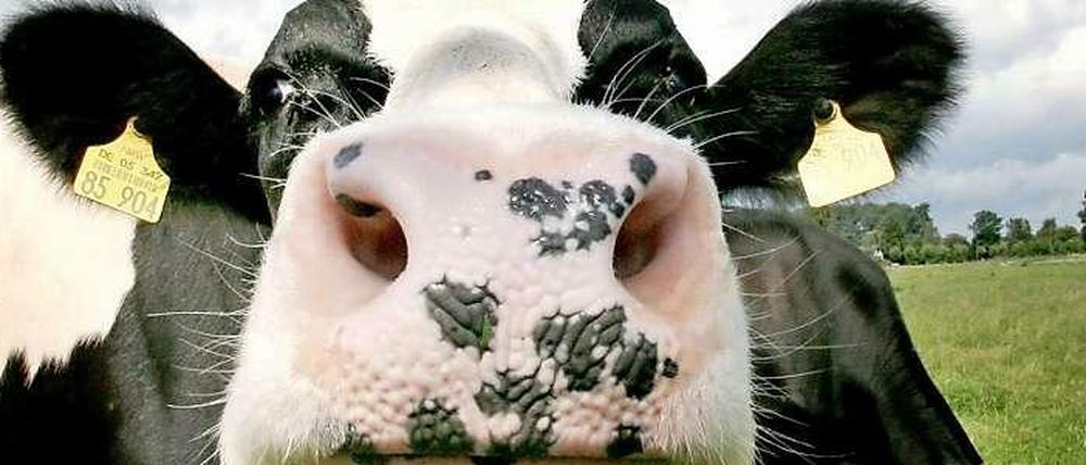 Muh! Der ideale Sommerduft enthält Moschus und Butter - also ganz viel Kuh.