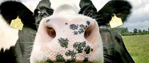 Muh! Der ideale Sommerduft enthält Moschus und Butter - also ganz viel Kuh.