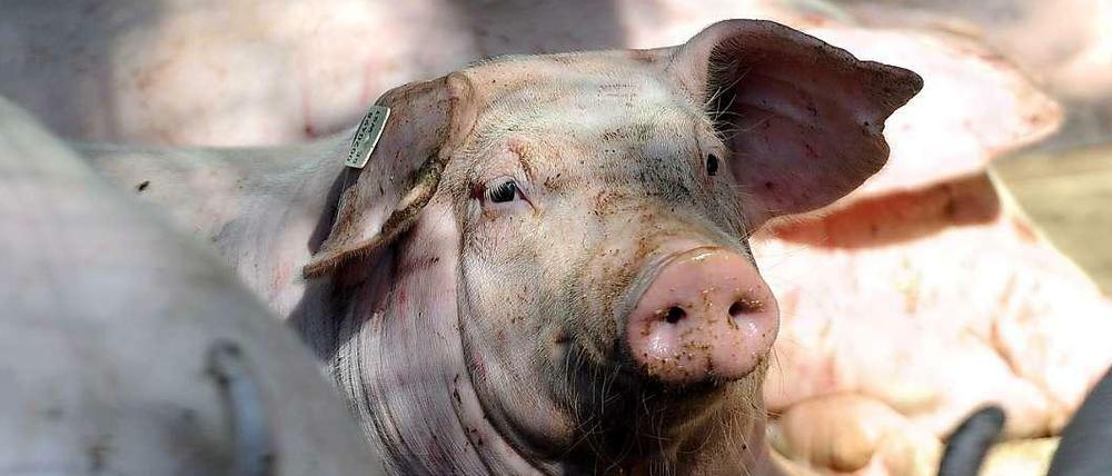 Sauwohl: Schweine wälzen sich gern im Matsch. Doch in den modernen Großställen geht das nicht.