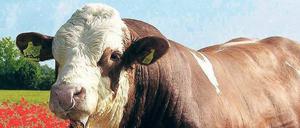 Selbst der prächtigste Zuchtbulle kann Gendefekte tragen, die seine Nachkommen krank machen. Gentests in der Zucht sollen das verhindern.