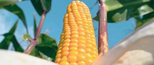 Lecker oder bedrohlich? Die meisten Deutschen lehnen gentechnisch veränderten Mais ab.