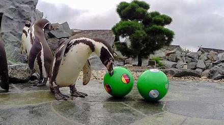 Deutschland vor. Die Pinguine haben bisher immer den Ball mit der deutschen Flagge angestupst – auch gegen Argentinien. 