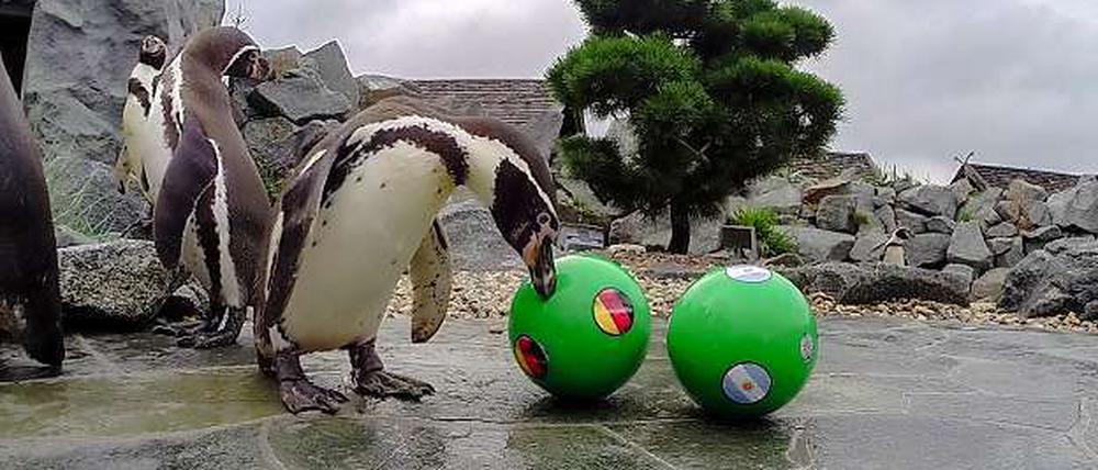 Deutschland vor. Die Pinguine haben bisher immer den Ball mit der deutschen Flagge angestupst – auch gegen Argentinien. 