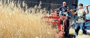 Erntezeit. Bis vor 25 Jahren fuhren hier statt Mähdreschern nur DDR-Grenzsoldaten entlang. Seit 14 Jahren steht auf dem einstigen Mauerstreifen in Mitte die Kapelle der Versöhnung, daneben baut die Gemeinde seit einigen Jahren Roggen an. 
