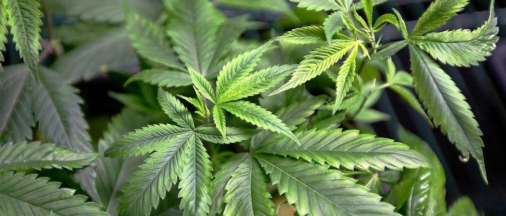 Die illegale Droge Cannabis dient auch als Medizin