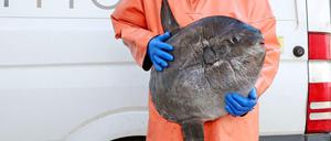 In die Ostsee wurden exotische Fische gespült: Unter anderem ein junger Mondfisch, den Mitarbeiter des Thünen-Instituts aus der Mecklenburger Bucht geholt haben.