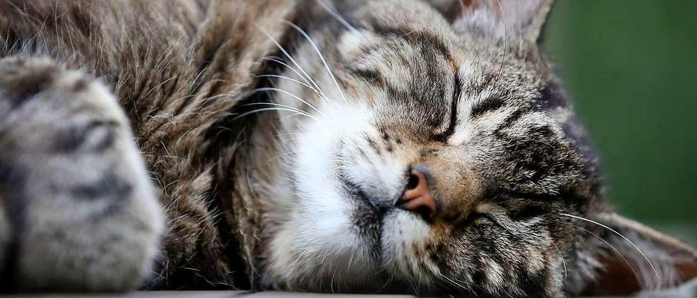 Lieblingstier der Deutschen: In Deutschland gibt es 11,5 Millionen Katzen, aber nur 6,9 Millionen Hunde.
