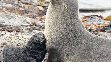 Trügerische Idylle. Antarktische Seebären sind noch immer bedroht.