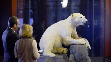 Da isser wieder! Knut, ausgestopft, im Naturkundemuseum.
