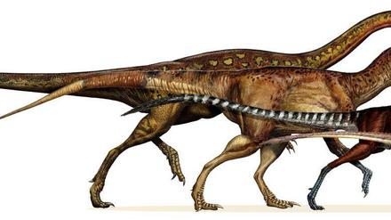 Wie die Dinos schrumpften. Die Grafik illustriert, wie die zweibeinigen Tiere im Lauf der Jahrmillionen an Größe verloren - und zu Vögeln wurden. Am Ende der gezeigten Entwicklung steht Archaeopteryx (rund 150 Millionen Jahre alt). 