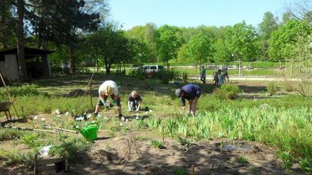 Seit 2011 pflegt eine Initiative aus Fachleuten den 2000 Quadratmeter großen Steppengarten. 150 müssen nach Schätzung der Helfer nun erneuert werden, nachdem die Geldsucher durchgezogen sind.