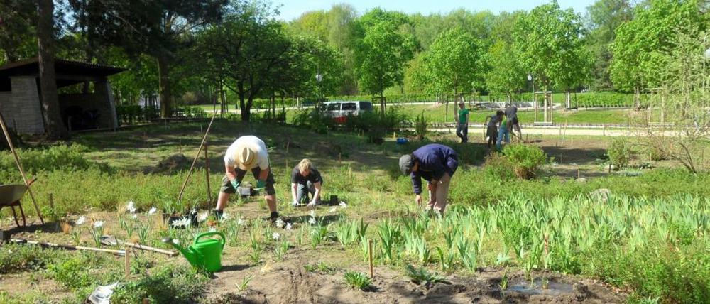Seit 2011 pflegt eine Initiative aus Fachleuten den 2000 Quadratmeter großen Steppengarten. 150 müssen nach Schätzung der Helfer nun erneuert werden, nachdem die Geldsucher durchgezogen sind.