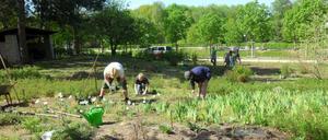 Seit 2011 pflegt eine Initiative aus Fachleuten den 2000 Quadratmeter großen Steppengarten. 150 müssen nach Schätzung der Helfer nun erneuert werden, nachdem die Geldsucher durchgezogen sind.