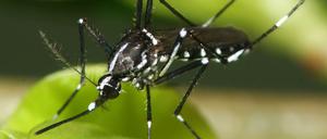 Weltweit verbreitet. Auch in Wohngebieten in Bayern wurde die asiatische Tigermücke inzwischen schon gesichtet. 