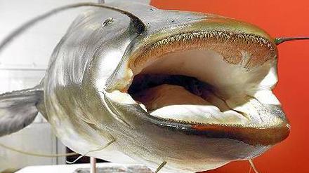 Hey, Kuno! So heißt dieser Wels in Mönchengladbach, er ist später sogar im Museum gelandet. Seine Tat: Er soll angeblich einen Dackel gefuttert haben. Seine Maße: 80 Kilo und 1,62 Meter Länge. 