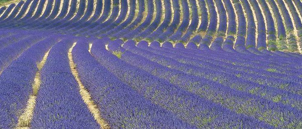 Lila Linien. Die Lavendelfelder der Provence sind beliebte Fotomotive.