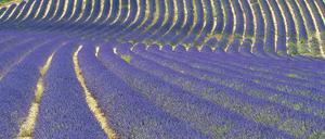 Lila Linien. Die Lavendelfelder der Provence sind beliebte Fotomotive. 
