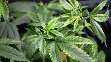 Cannabis - eine Heilpflanze?