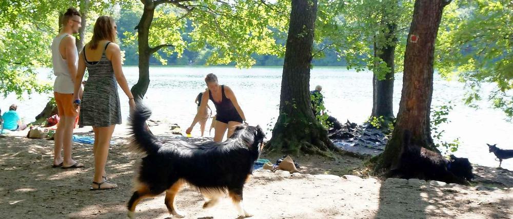 Beißt sich das? Im Schlachtensee wird gern gebadet – aber ein Teil gehört zum Hundeauslaufgebiet.