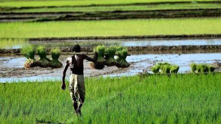 Ausreichend bezahlbare Lebensmittel sind für Indien ein großes Problem. Kein anderes Land hat so viele unterernährte Kinder - und das trotz eines rasanten Wirtschaftswachstums.