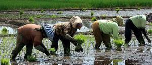 Frauen bei der Reisernte in Indien.