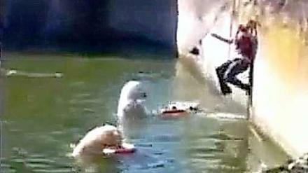 Rettung im letzen Moment: 2009 sprang das letzte Mal jemand in ein Becken des Zoologischen Gartens. Damals ging die Situation jedoch leider viel schlimmer aus, denn die Frau wurde schwer verletzt. 