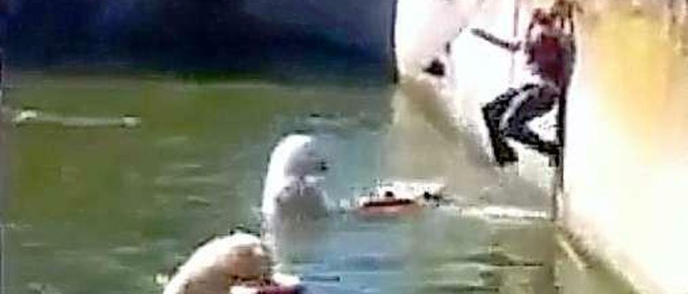 Rettung im letzen Moment: 2009 sprang das letzte Mal jemand in ein Becken des Zoologischen Gartens. Damals ging die Situation jedoch leider viel schlimmer aus, denn die Frau wurde schwer verletzt.