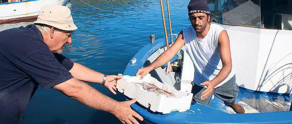 Gold aus dem Meer. Und her damit, bevor ein anderer kommt! Frische Fische, am frühen Morgen direkt vom Boot geliefert, sind auch im Hafen des elbanischen Marina di Campo heiß begehrt. 