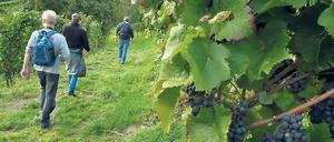 Augen geradeaus, mal nicht nach Leckerli links und rechts des Weges schauen. Im Weinberg gibt’s schließlich auch was zu lernen.