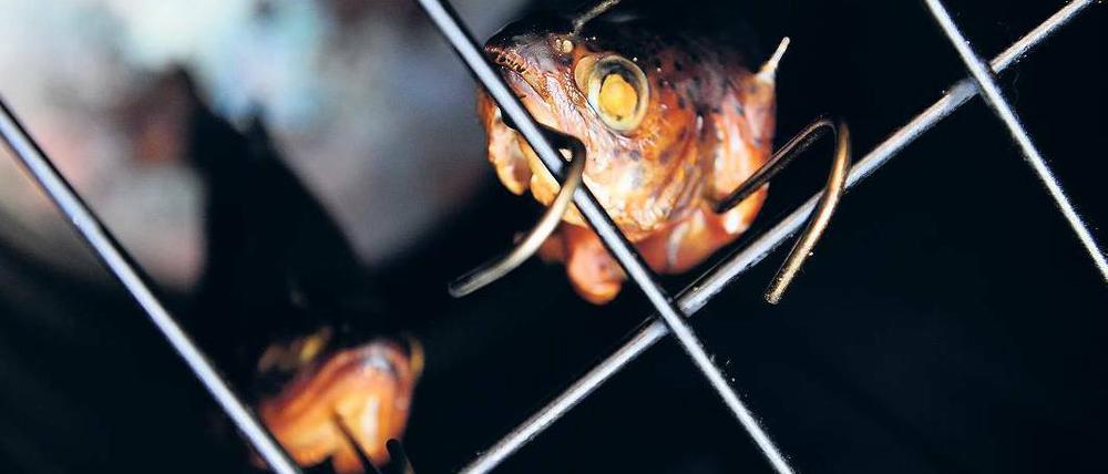 In der Tonne ist es wichtig, die Fische richtig zu befestigen.