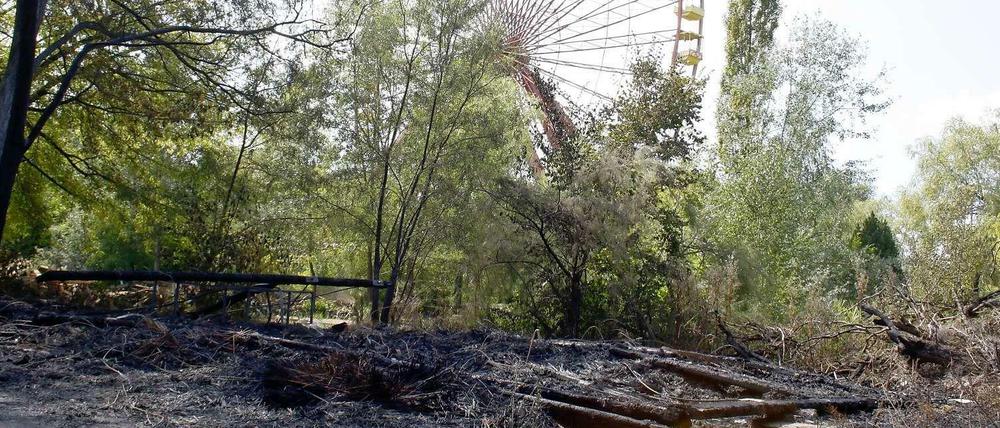 5000 Quadratmeter brannten in der Nacht auf Montag im Spreepark ab. Die Brandstifter wurden noch am Montag geschnappt.