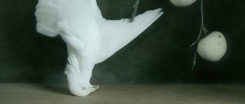 Fotografie einer toten Taube von Ingar Krauss.