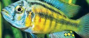 Seltenes Muster. Die Buntbarsch-Art Haplochromus sauvagei hat waagrechte, dunkle Streifen.
