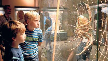 Gruseln ohne Gruselkabinett. Bei den Familienführungen des Naturkundemuseums gibt es für jeden Geschmack etwas.