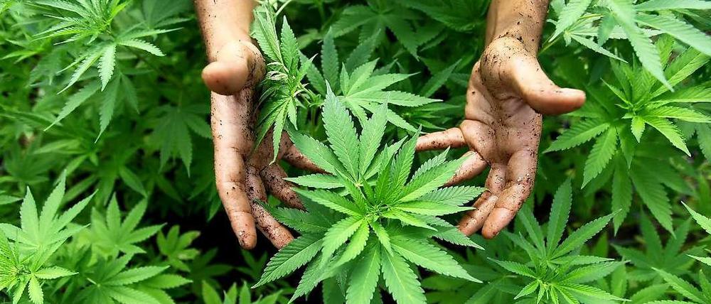 Über zwei Etagen erstreckte sich die Cannabisplantage im Berliner Bezirk Tempelhof-Schöneberg.