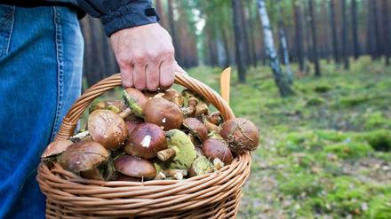 Reiche Beute: Wer frühmorgens losgeht, hat gute Chancen, mit einem vollen Korb zurückzukehren.