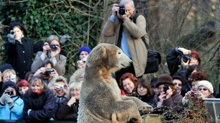Klimasymboltier. Hier feierte die Welt den zweiten Geburtstag von Berlins Zoo-Eisbär Knut. Seine Artgenossen am Pol sind langfristig vom Aussterben bedroht.