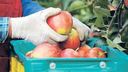 Reife Früchte. Sieben Prozent der in der EU angebauten Äpfel gingen 2013 nach Russland.