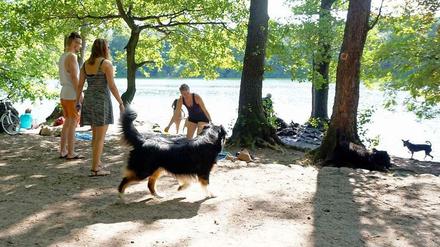 Eine Szene wie diese könnte nun bald der Vergangenheit angehören: Ein frei laufender Hund an der Badestelle zwischen den Badegästen, von denen manche schnell ihr Picknick und ihre Handtücher in Sicherheit bringen.