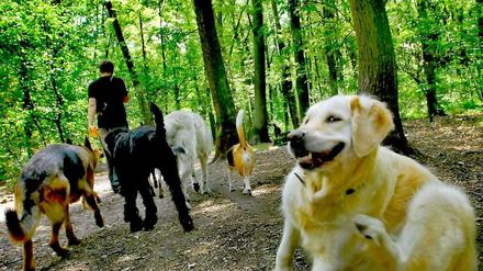 Ab Mitte Mai 2015 dürfen Hunde künftig nur noch auf den Wegen oberhalb der beiden Seen frei umherlaufen. Nach Angaben des Bezirksamts tragen gewerbliche Hundeausführdienste zu den Nutzungskonflikten bei. 