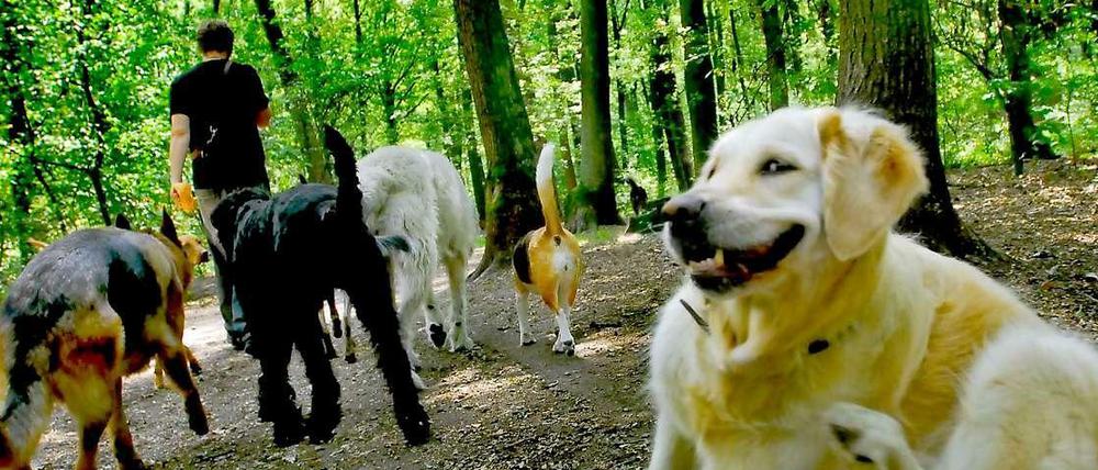 Ab Mitte Mai 2015 dürfen Hunde künftig nur noch auf den Wegen oberhalb der beiden Seen frei umherlaufen. Nach Angaben des Bezirksamts tragen gewerbliche Hundeausführdienste zu den Nutzungskonflikten bei.