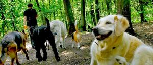 Ab Mitte Mai 2015 dürfen Hunde künftig nur noch auf den Wegen oberhalb der beiden Seen frei umherlaufen. Nach Angaben des Bezirksamts tragen gewerbliche Hundeausführdienste zu den Nutzungskonflikten bei. 