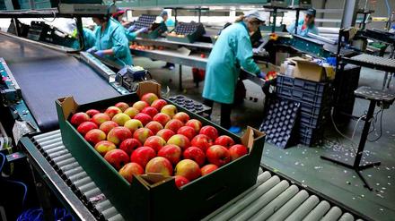 Im polnischen Grojec werden Äpfel verpackt. Polen gehört zu den Ländern, die vom russischen Agrarimportstopp besonders betroffen sind.