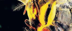 Ungewöhnlich. So sieht eine Fliege in einer Makroaufnahme aus. Dieses Exemplar, eine Signalfliege, ist in den Tropen zu Hause. 